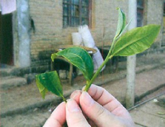 圖解普洱茶制作流程