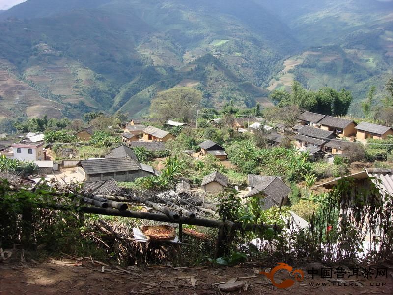 臨滄茶區(qū)之勐庫懂過古茶山