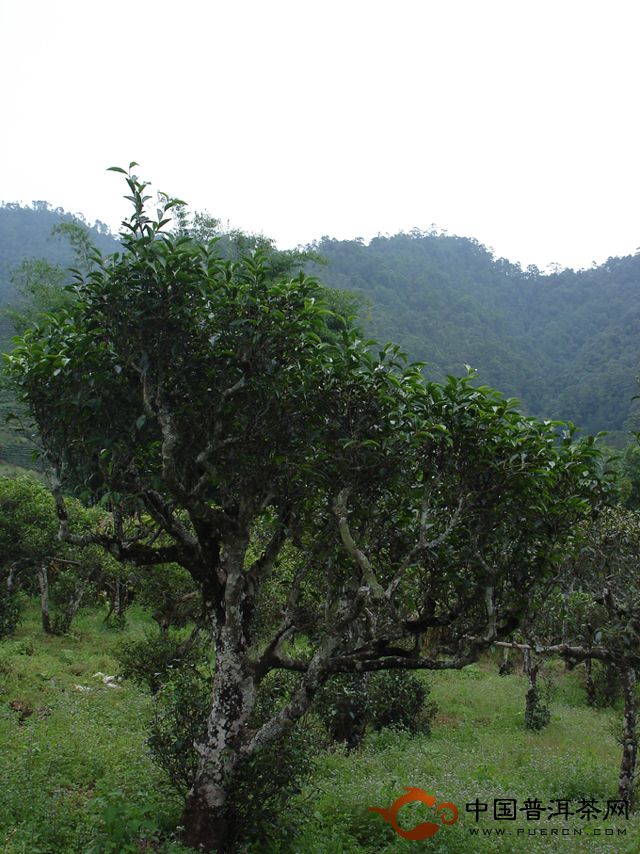 景谷秧塔：被遺忘的貢茶