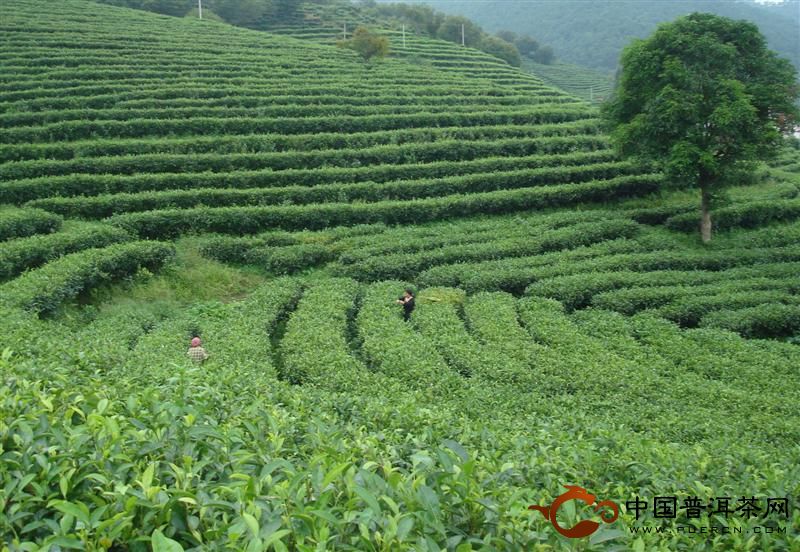 景東生態(tài)茶園煥發(fā)新活力