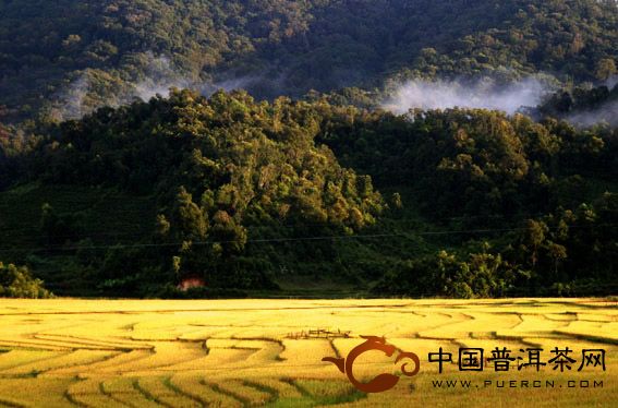 勐海主要普洱茶產(chǎn)區(qū)之：布朗山