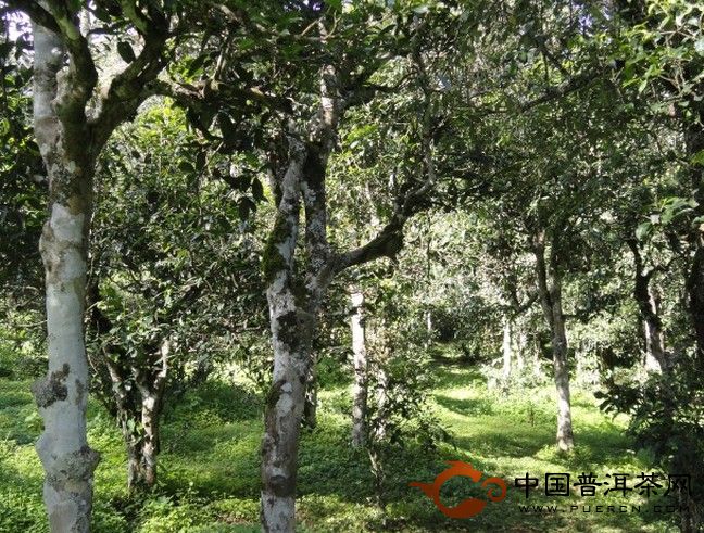 鎮(zhèn)沅縣文帕村的茶園情況，及生態(tài)指數(shù)