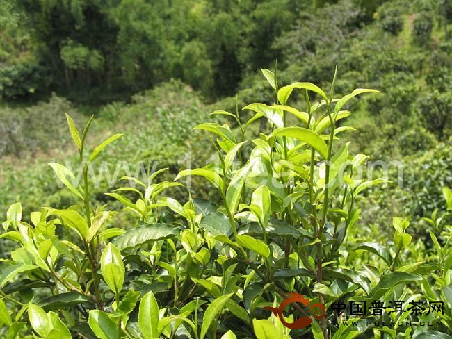 邦崴瀾滄茶樹(shù)王 西盟佛殿山的人文、生態(tài)指數(shù)