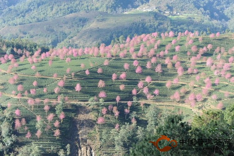 江城國(guó)慶山 大理南澗無(wú)量山茶區(qū)的人文、生態(tài)指數(shù)