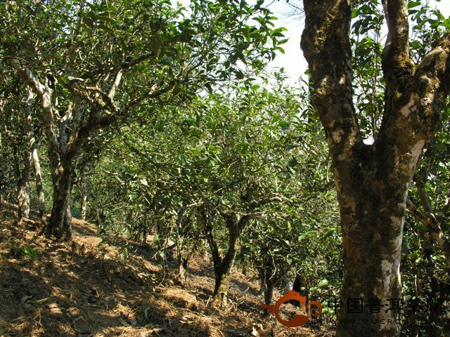 勐海勐宋茶山的人文、生態(tài)指數(shù)