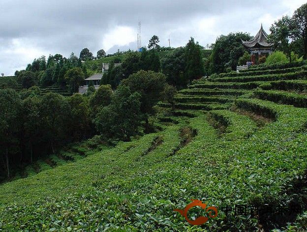 古樹茶、臺(tái)地茶、喬木茶的基本概念