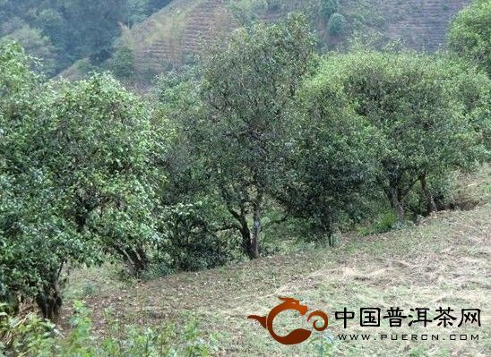 勐庫冰島茶山、壩糯茶山、大戶寨等茶山的人文、生態(tài)指數(shù)