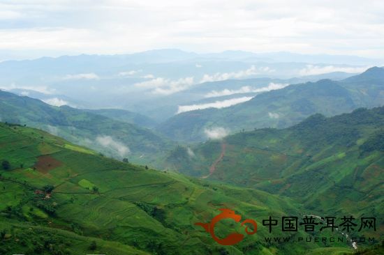 永德大雪山忙肺茶山、曼來(lái)茶山、放牛場(chǎng)茶園的生態(tài)指數(shù)