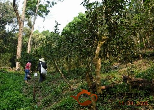 勐臘倚邦茶山的人文、生態(tài)指數(shù)