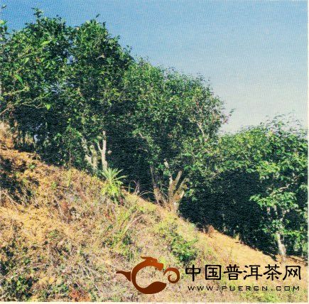 勐庫茶區(qū)：大戶賽和大戶賽普洱茶