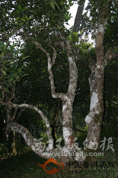 西雙版納普洱茶古茶山之布朗茶山傳奇