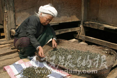 布朗茶山：陳升茶廠牽手班章創(chuàng)品牌