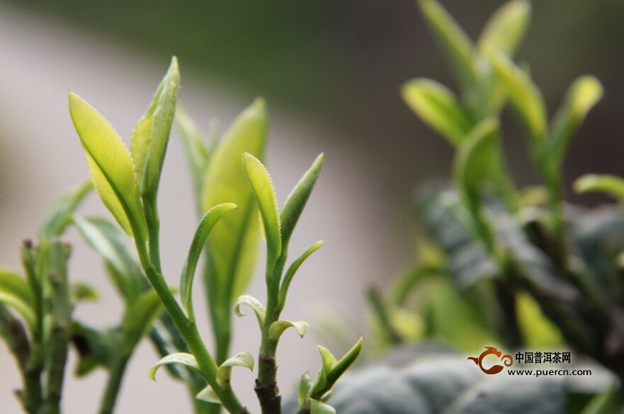 2015年6月份普洱茶新聞盤點