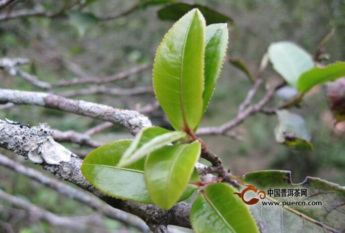 曼林村普洱茶（茶葉）特點