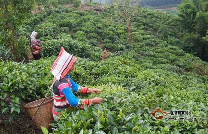 亞諾村普洱茶（茶葉）特點