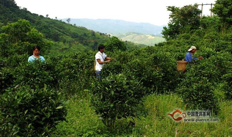 洛特村普洱茶（茶葉）特點(diǎn)