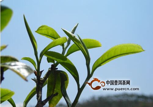 2015年11月份普洱茶新聞盤點