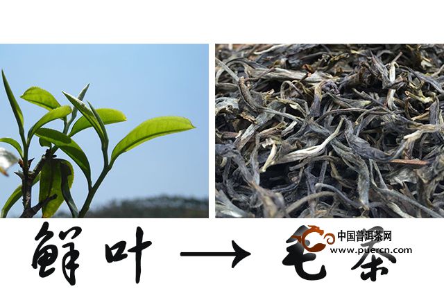 鮮葉變成毛茶