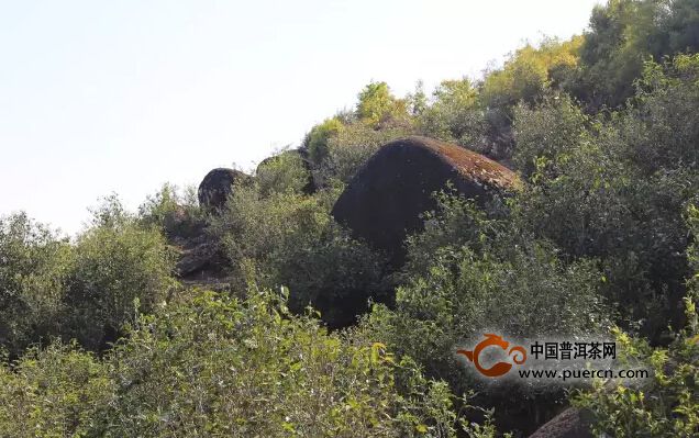 邦東茶區(qū)：魅力巖茶，謎一樣的邦東！