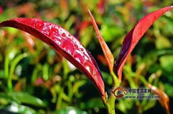 邦東茶區(qū)：名茶紫芽