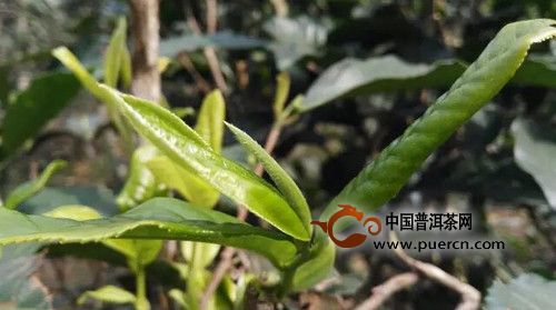 【特別推薦】瀾滄江流域普洱茶樹種大全